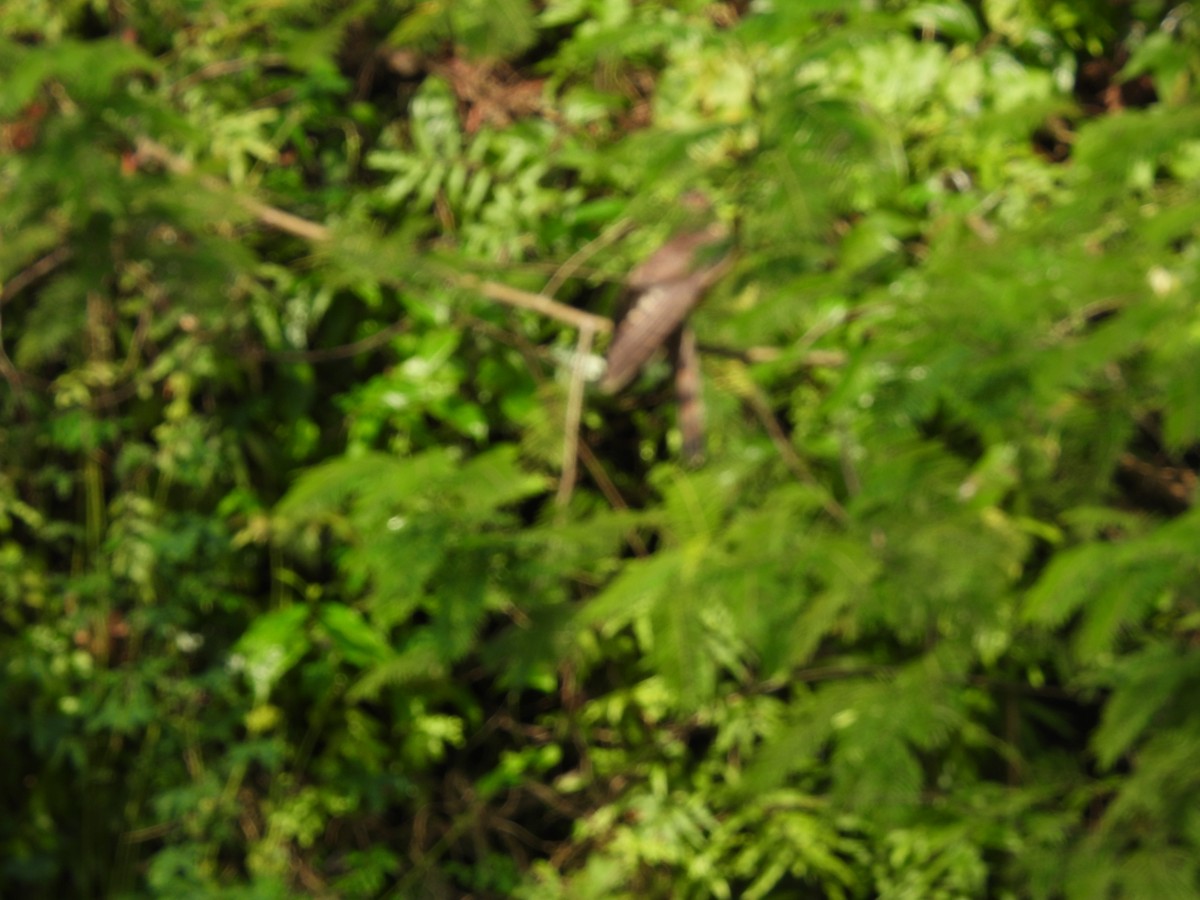 Sperberkuckuck - ML646872826