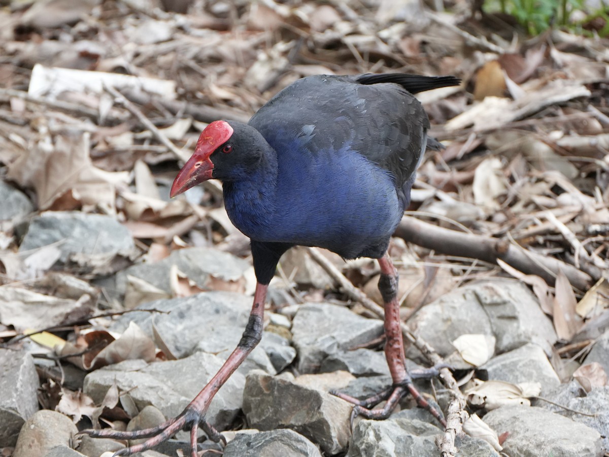 Australasian Swamphen - ML646872827