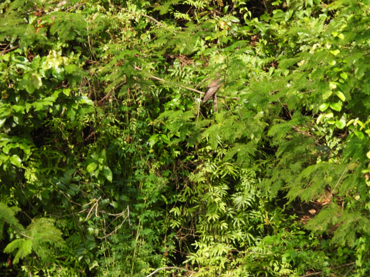 Sperberkuckuck - ML646872828