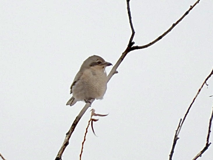 Northern Shrike - ML646872829
