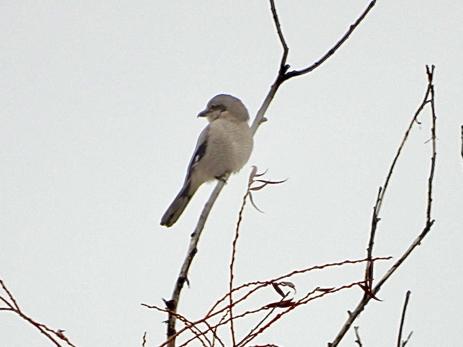 Northern Shrike - ML646872830