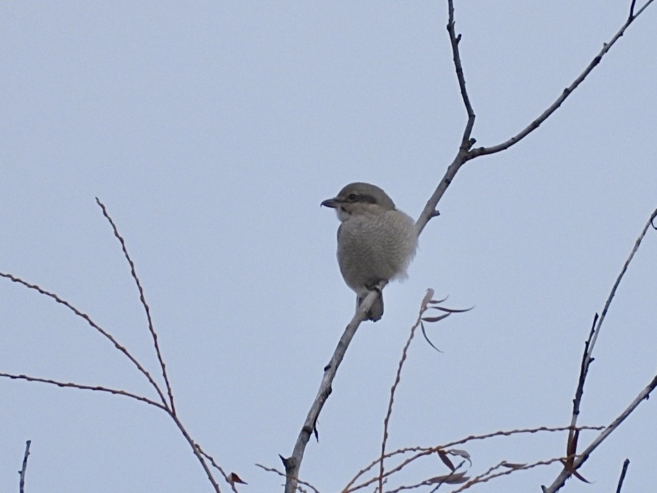 Northern Shrike - ML646872831