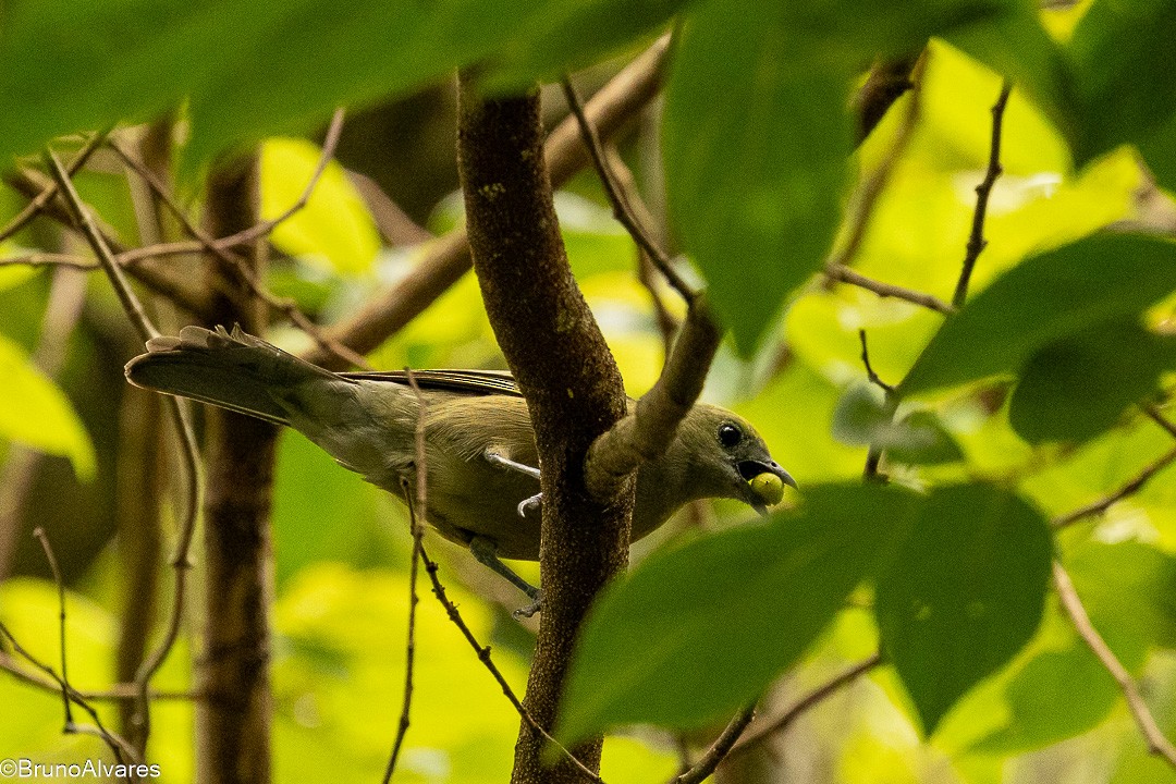 Саяка пальмова - ML646872832