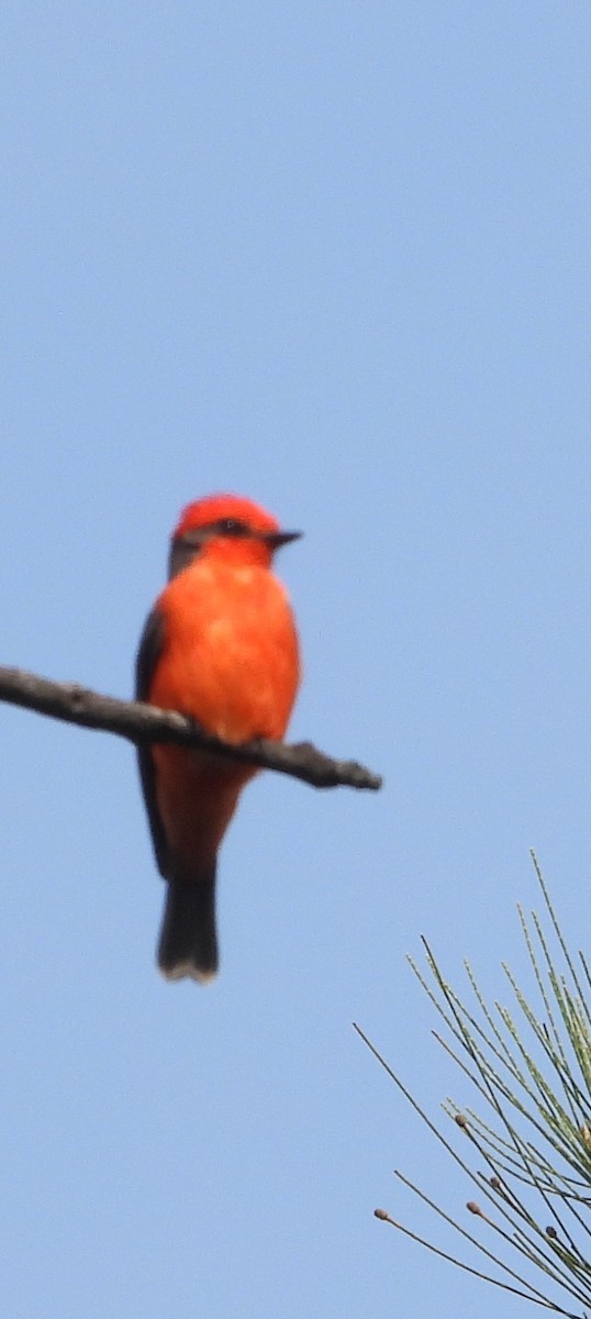 Vermilion Flycatcher - ML646872833