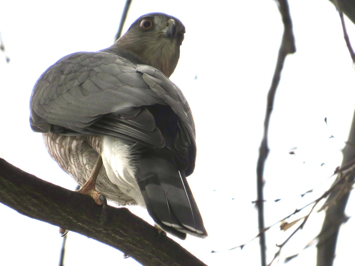 jestřáb americký - ML646872834