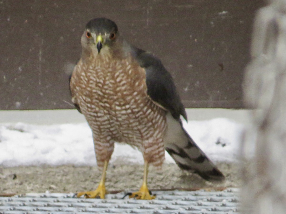 jestřáb americký - ML646872835