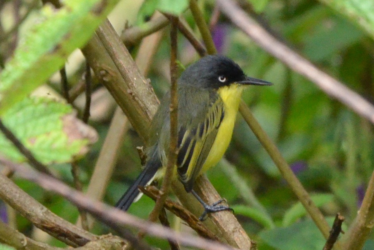 Common Tody-Flycatcher - ML646872836