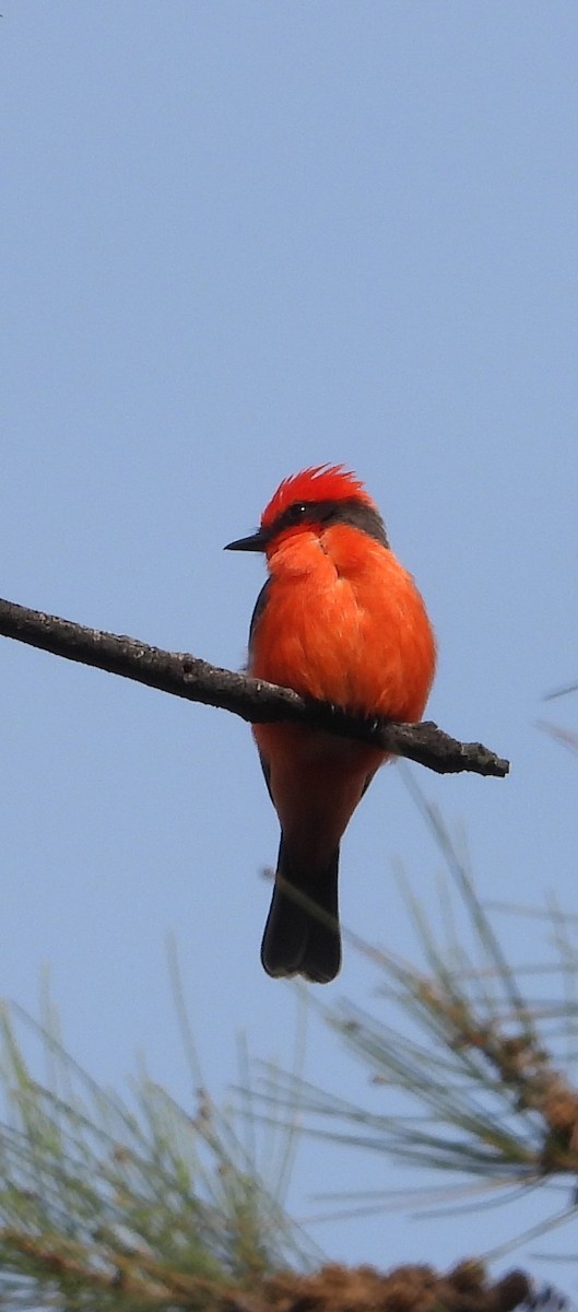 Vermilion Flycatcher - ML646872837