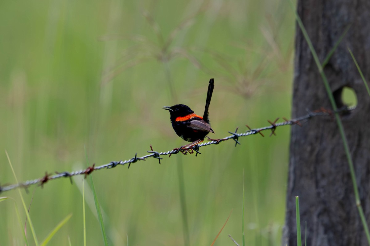 セアカオーストラリアムシクイ - ML646872839