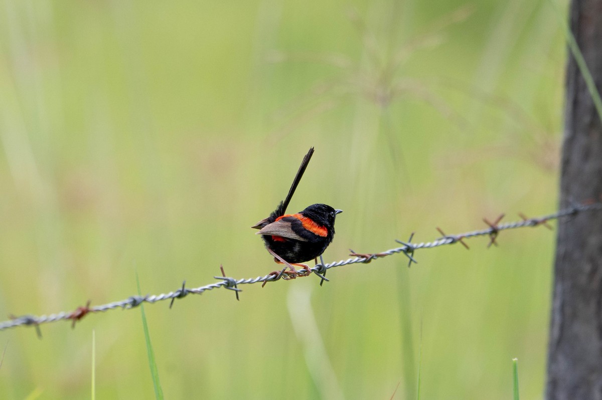 セアカオーストラリアムシクイ - ML646872840