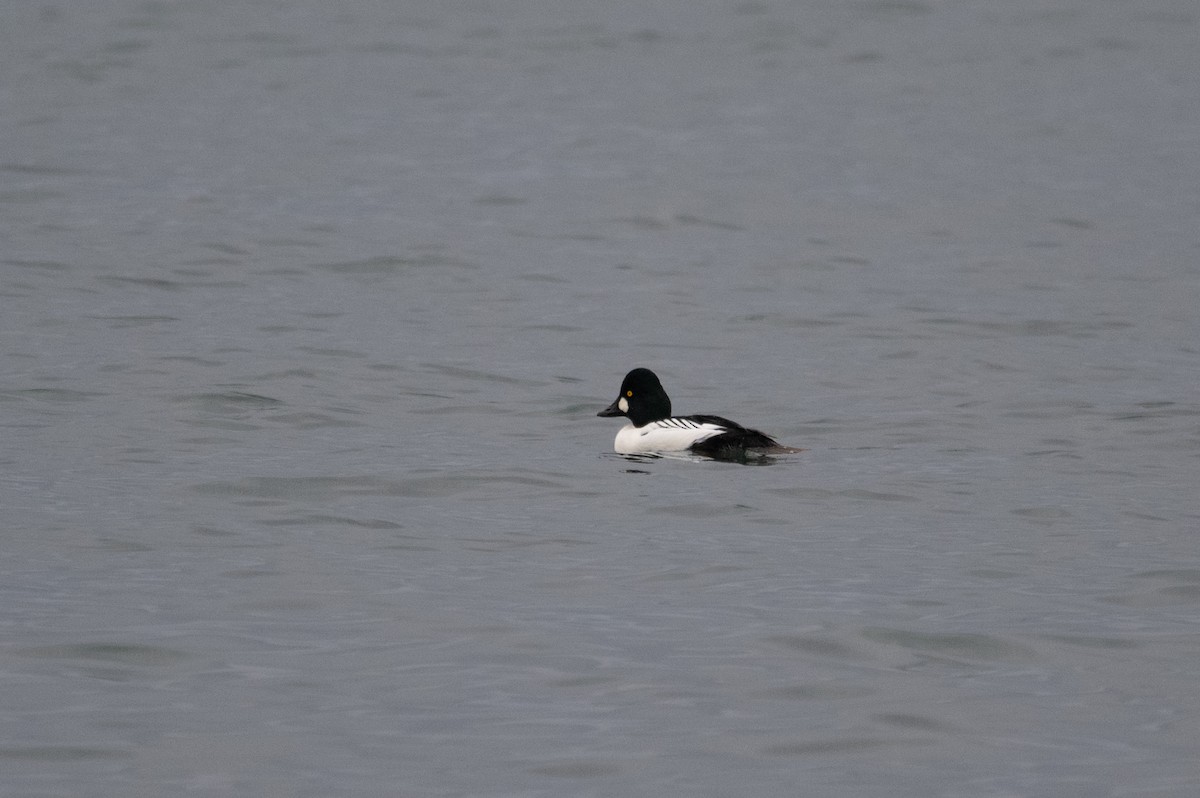 Quattrocchi - ML646872842