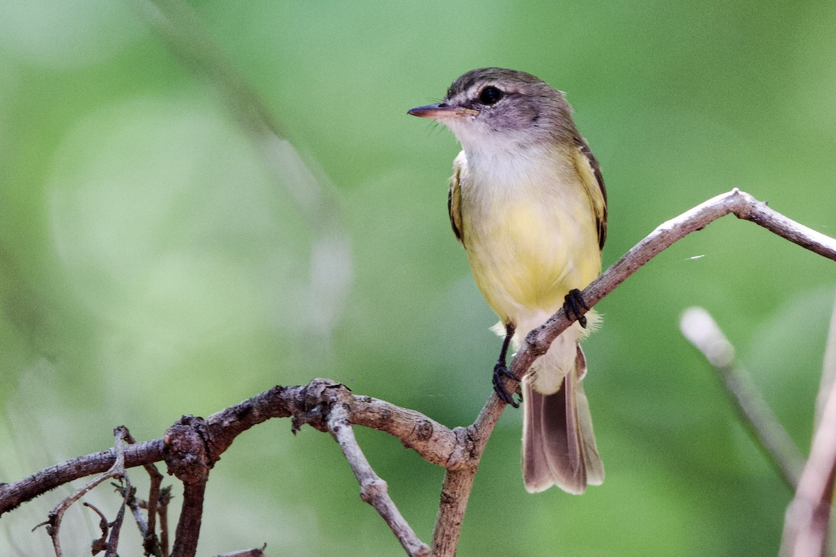 Гвінейниця жовтогруда - ML646872843