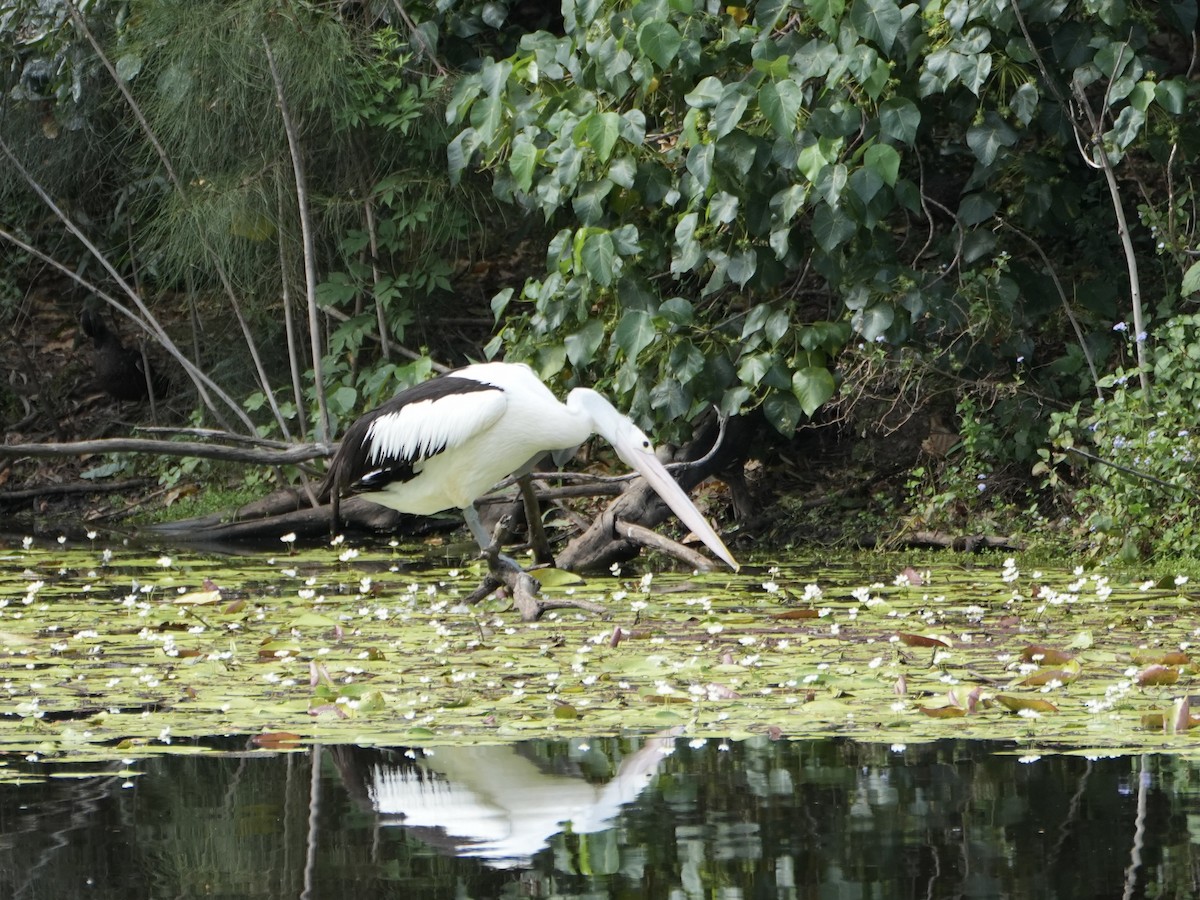 Australian Pelican - ML646872850