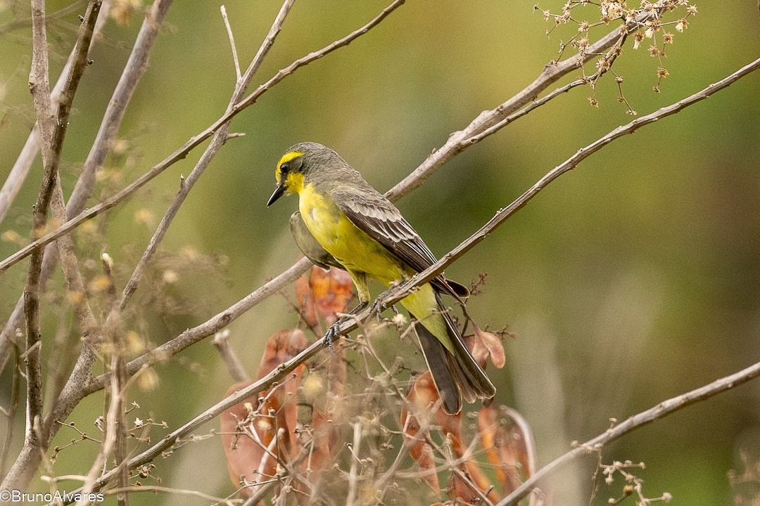 Сатрапа - ML646872855