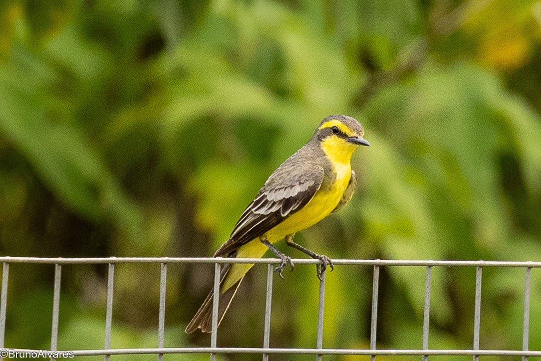 Сатрапа - ML646872856