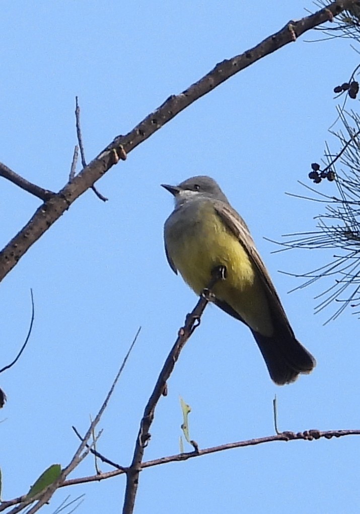 Cassin's Kingbird - ML646872857