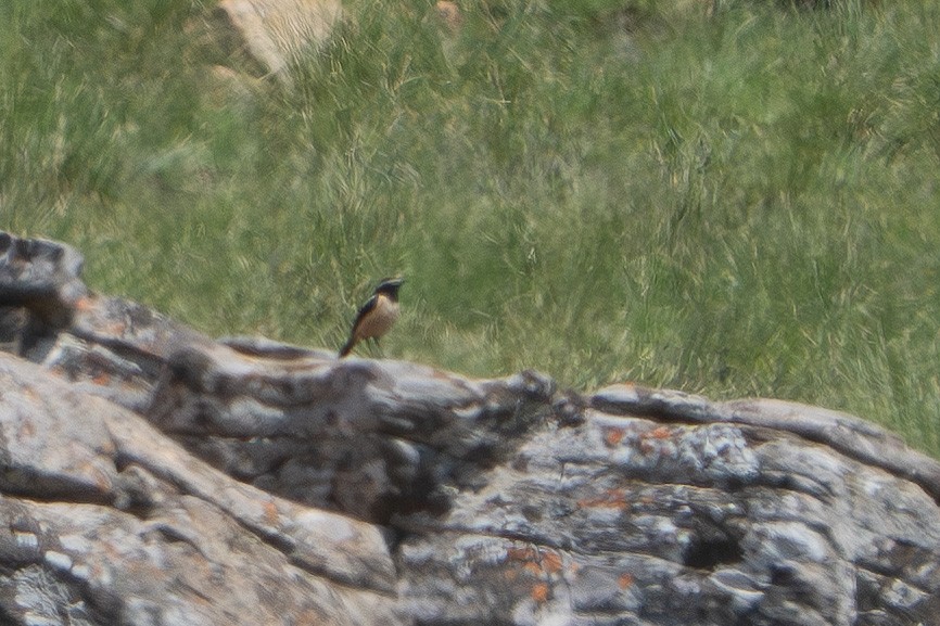 Buff-streaked Chat - ML646872858