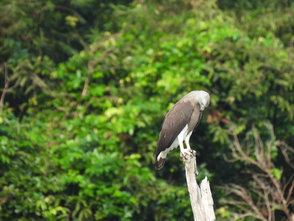 Graukopf-Seeadler - ML646872859