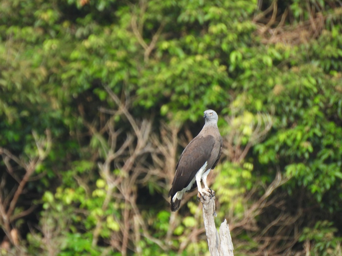 Graukopf-Seeadler - ML646872860