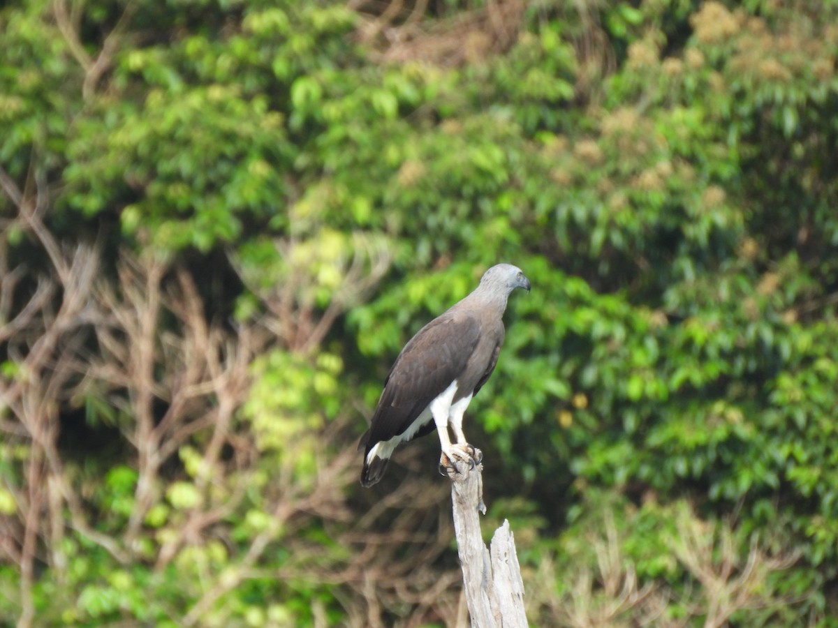 Graukopf-Seeadler - ML646872861