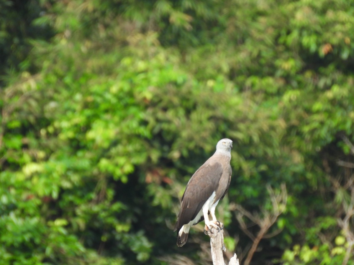Graukopf-Seeadler - ML646872862