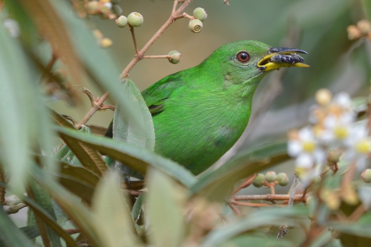 Mielerito Verde - ML646872863