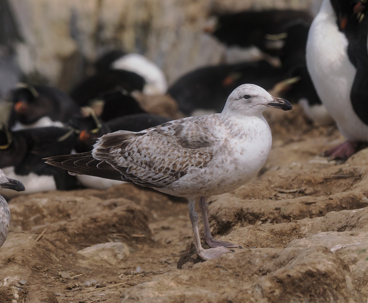Kelp Gull (dominicanus) - ML646872866