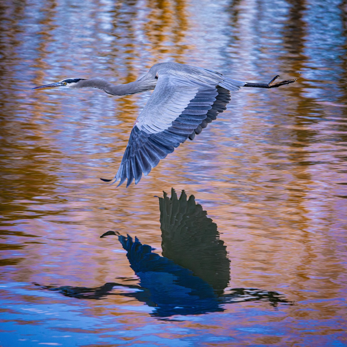 volavka velká - ML646872869