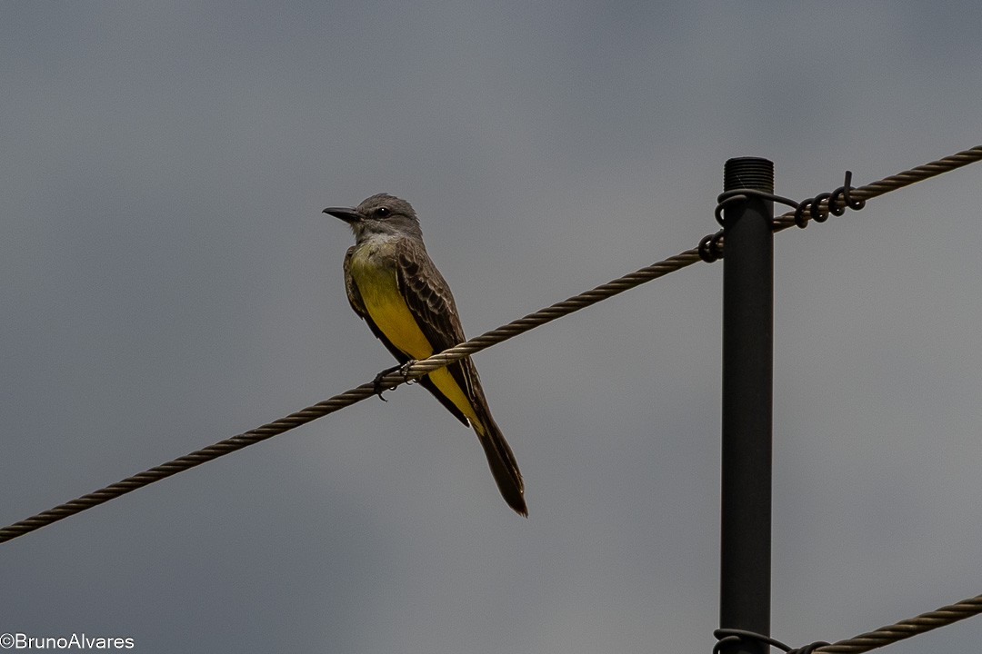 Тиран тропічний - ML646872870