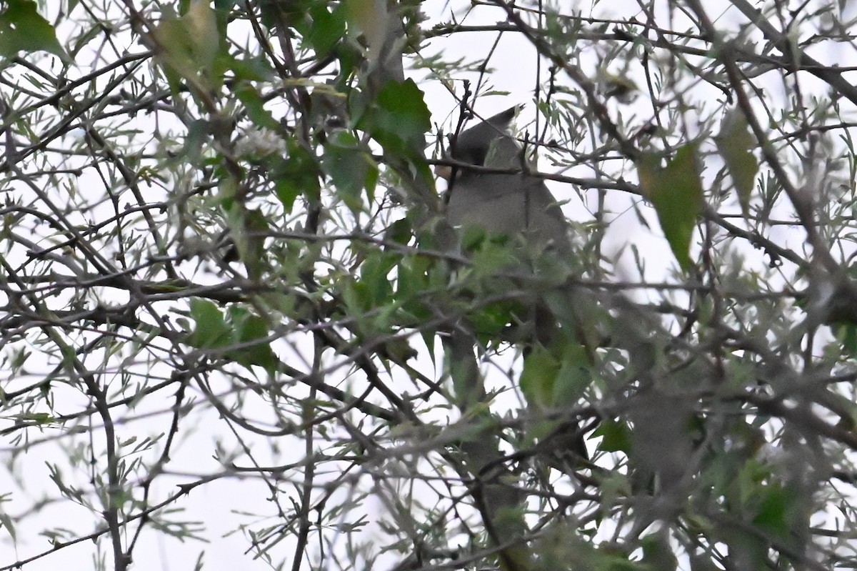 Cardenal Pardo - ML646872871