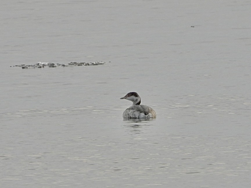 Horned Grebe - ML646872872