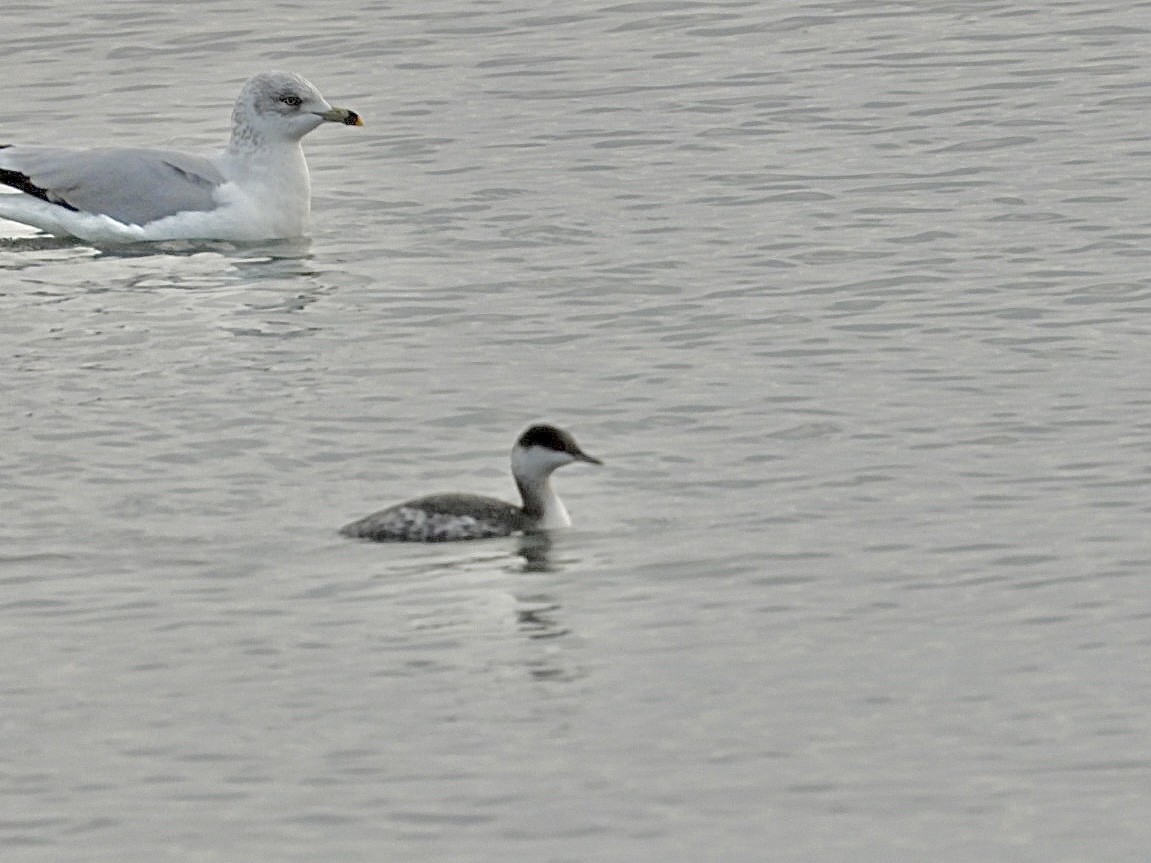 Horned Grebe - ML646872873