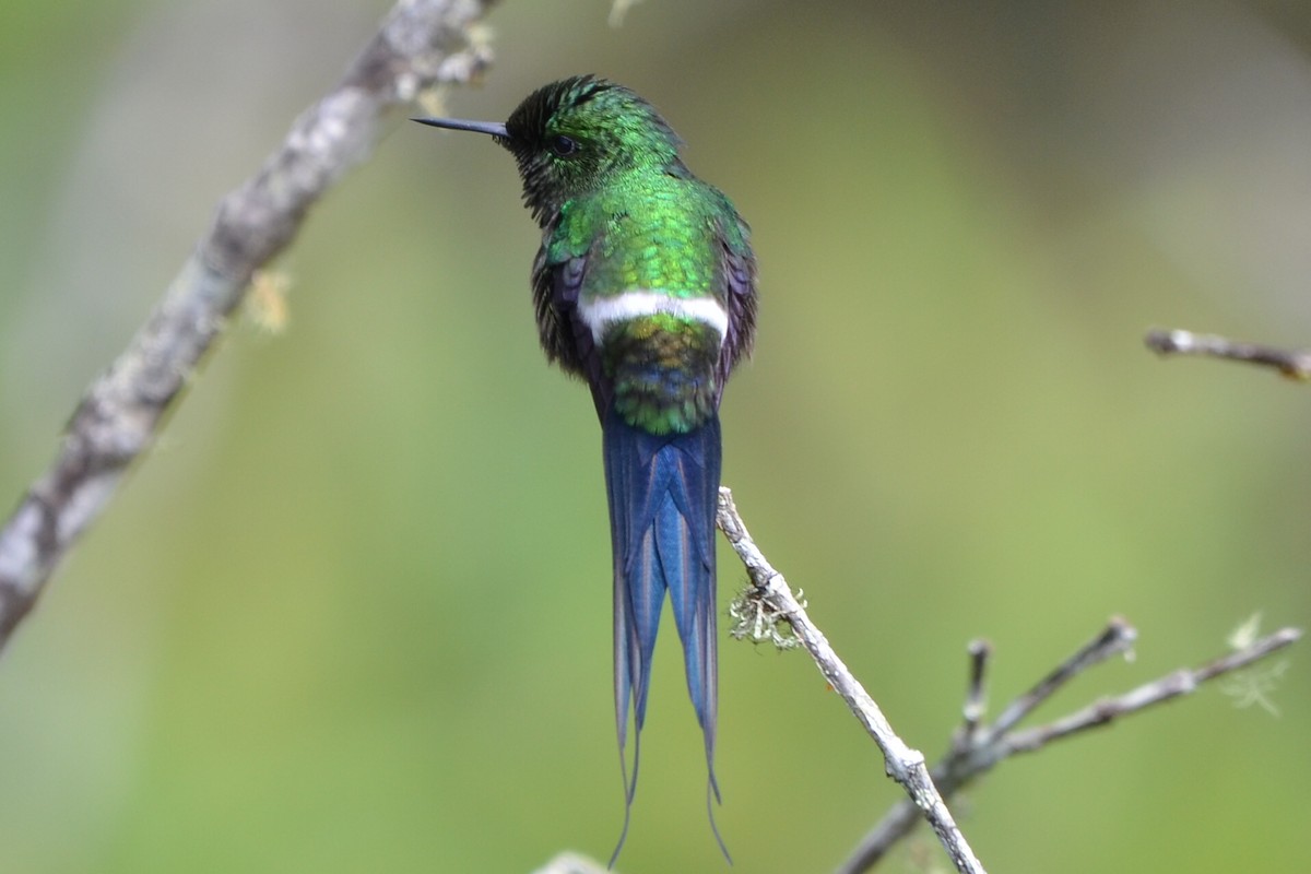 Green Thorntail - ML646872876