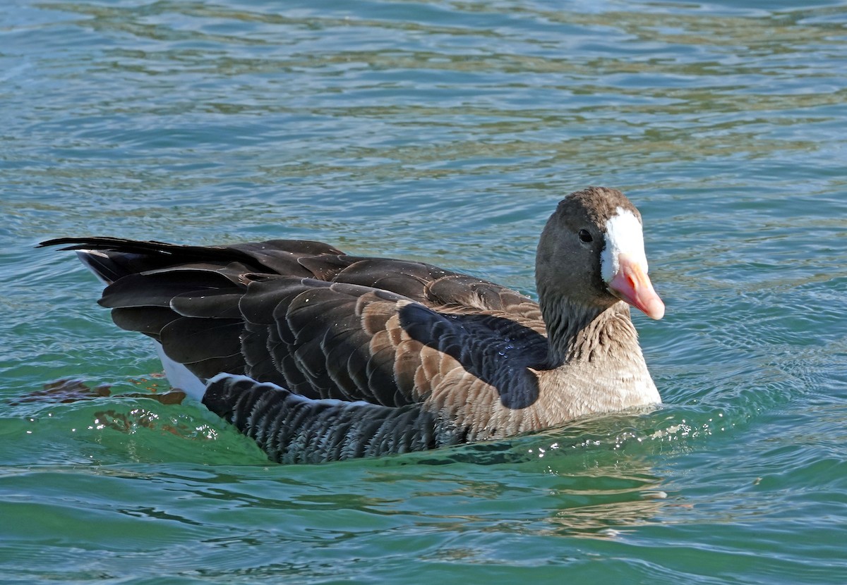 Oca lombardella - ML646872877