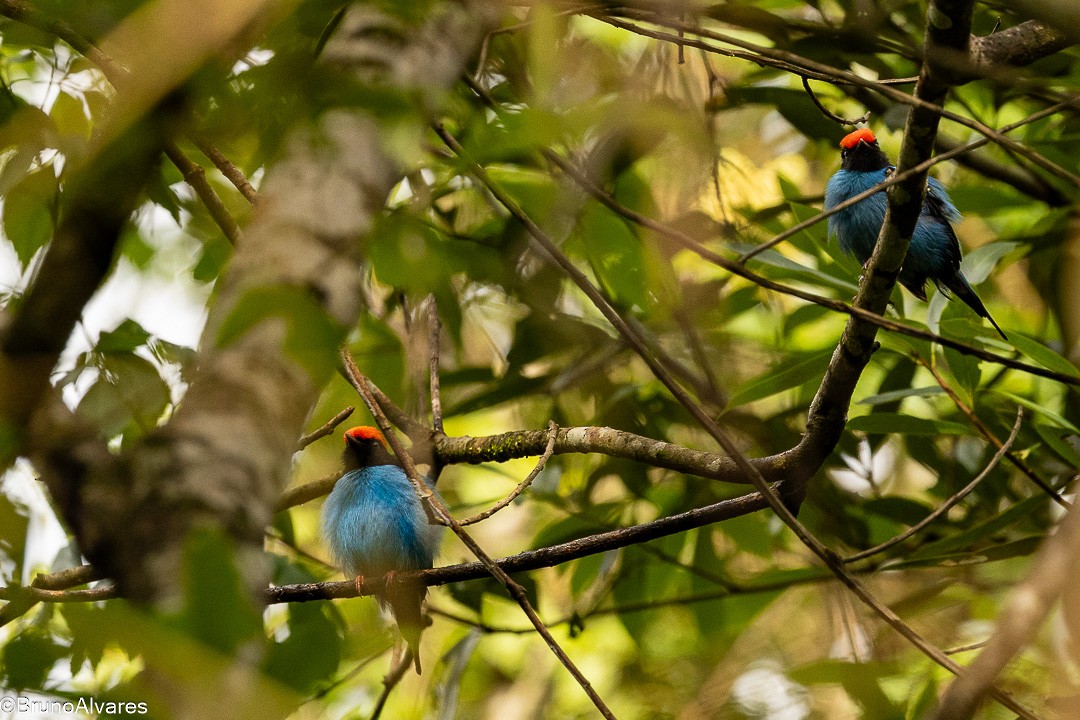 Манакін-червононіг синій - ML646872879