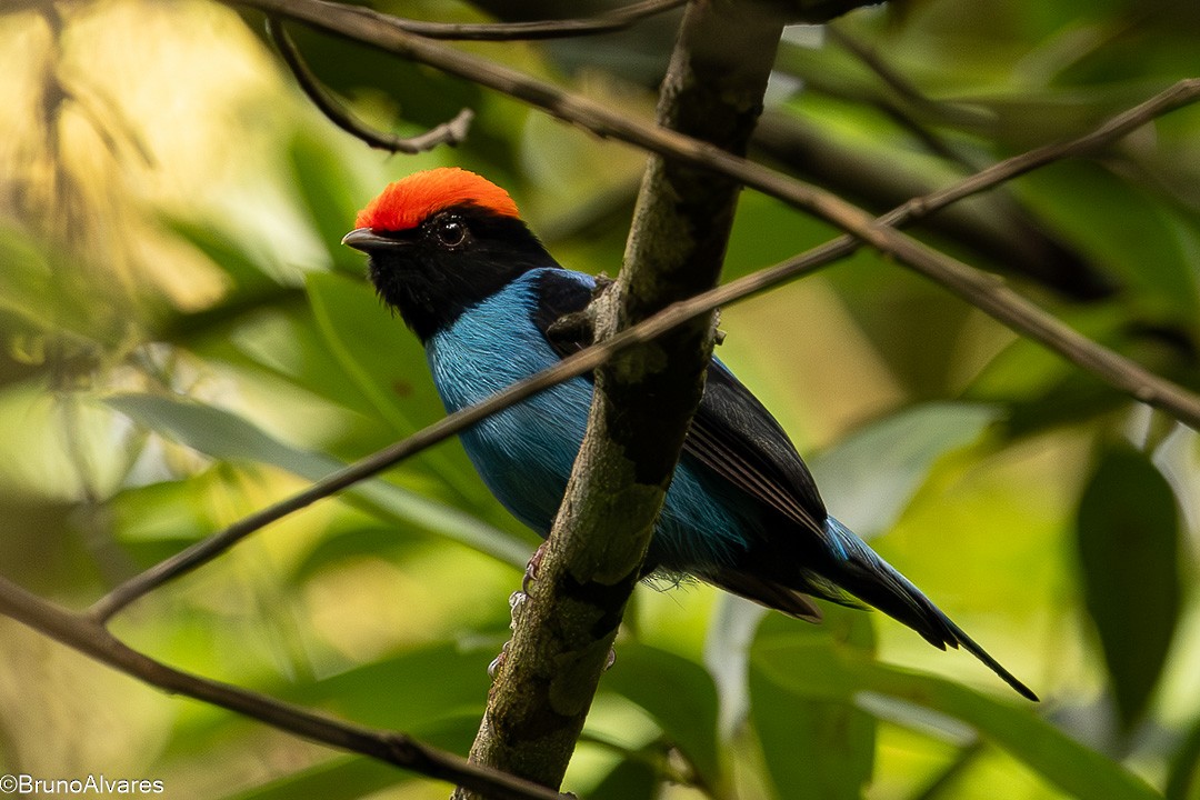 Манакін-червононіг синій - ML646872880