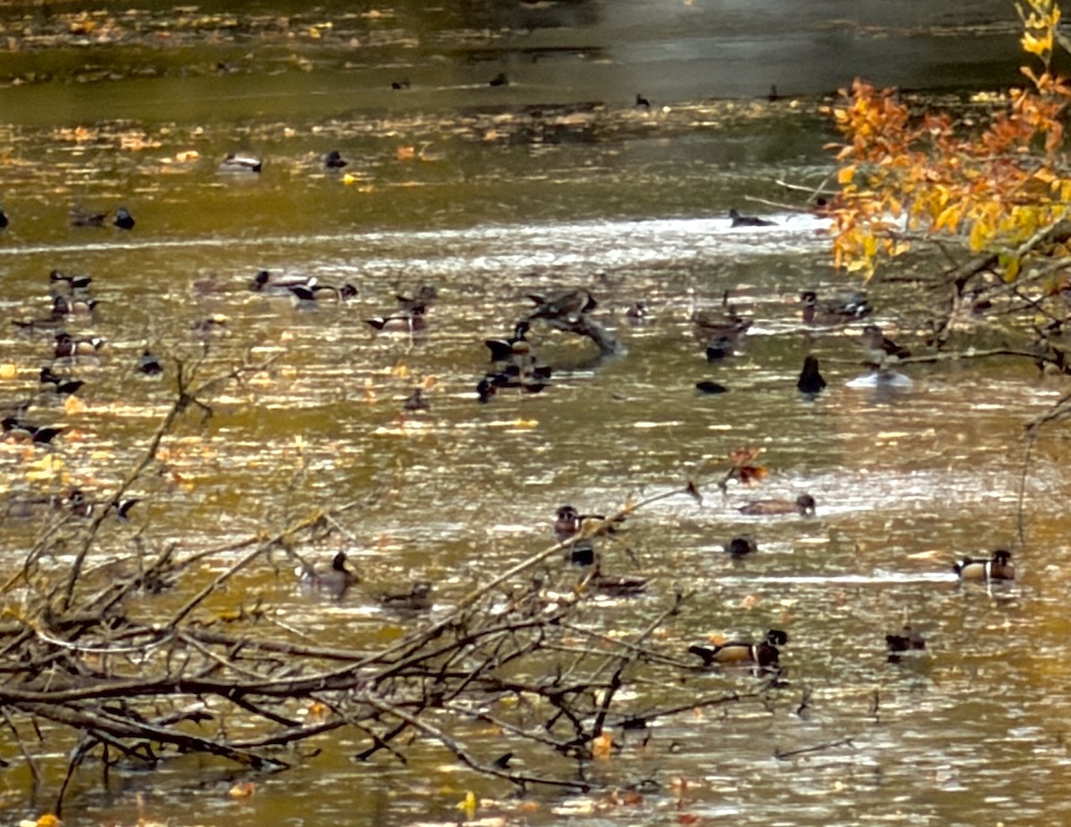 Wood Duck - ML646872881