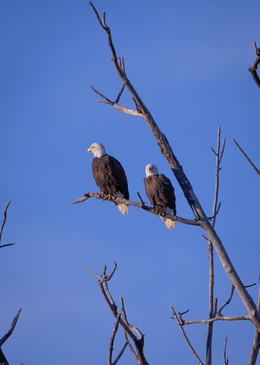 Bald Eagle - ML646872882