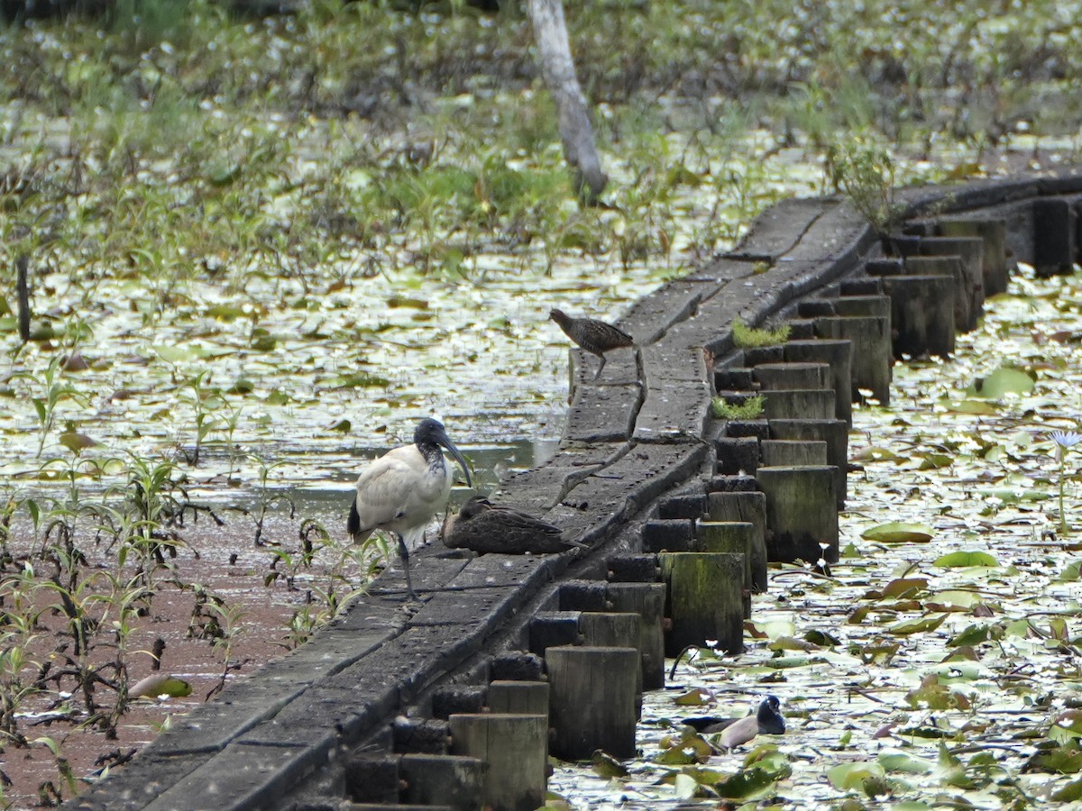 Australian Ibis - ML646872886