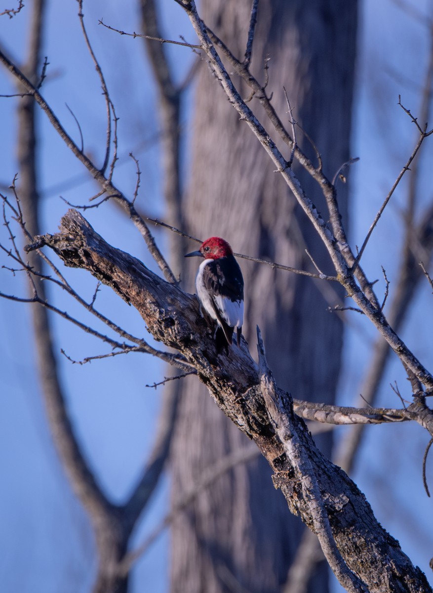 datel červenohlavý - ML646872887