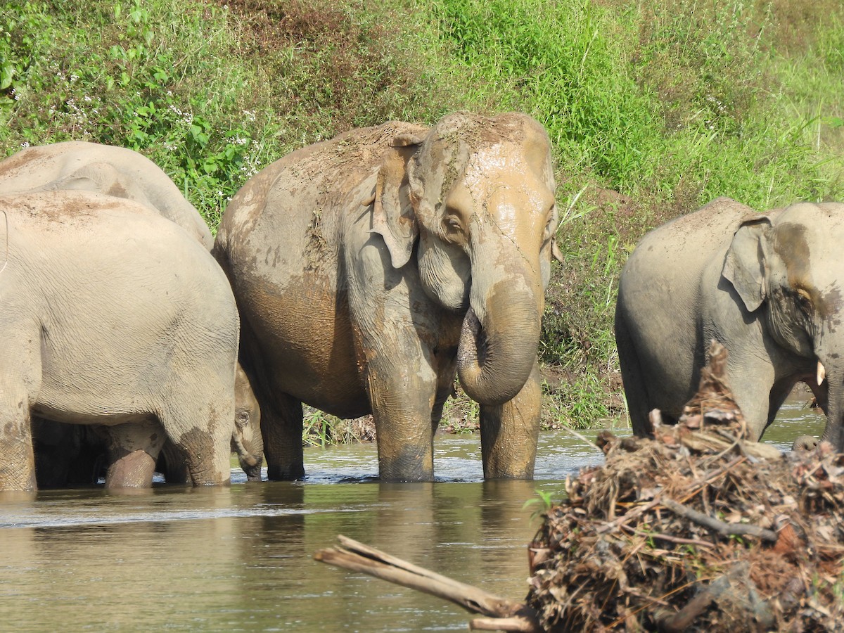 Asiatischer Elefant - ML646872888