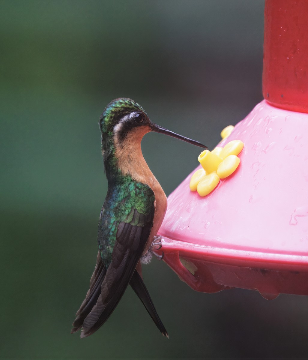 Purple-throated Mountain-gem - ML646872889