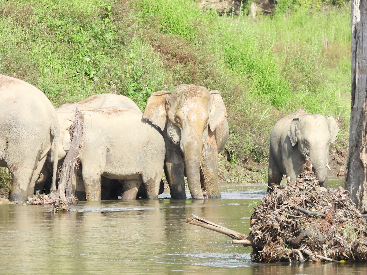 Asiatischer Elefant - ML646872890