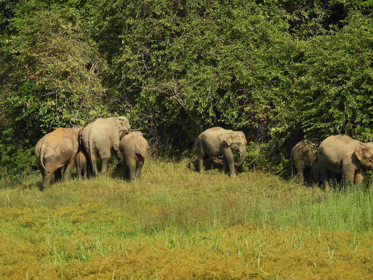 Asiatischer Elefant - ML646872891