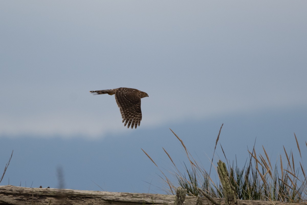 jestřáb americký - ML646872892