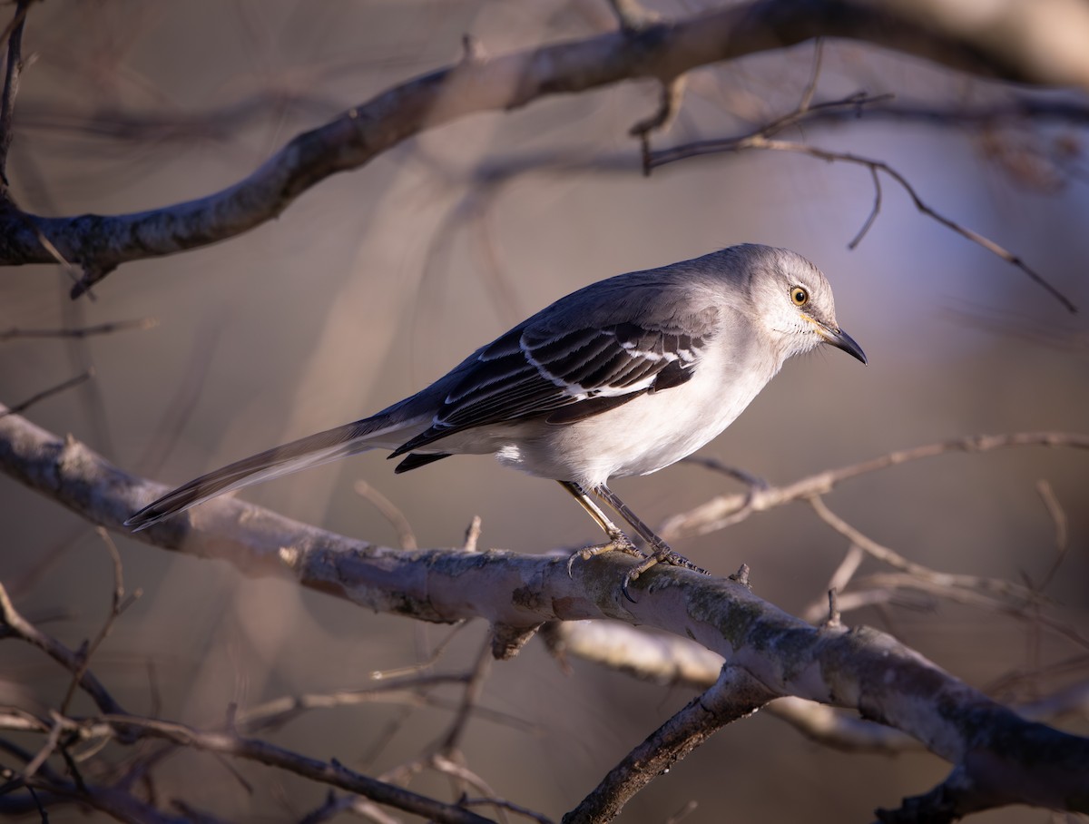 Northern Mockingbird - ML646872893