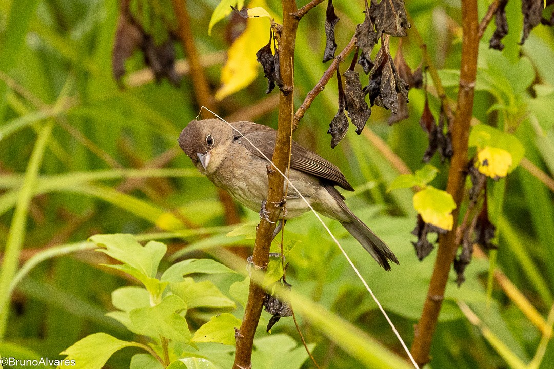 Червоночубик сірий - ML646872894