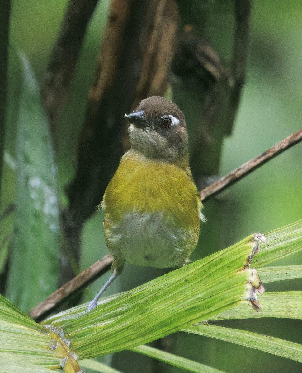 Common Chlorospingus - ML646872896