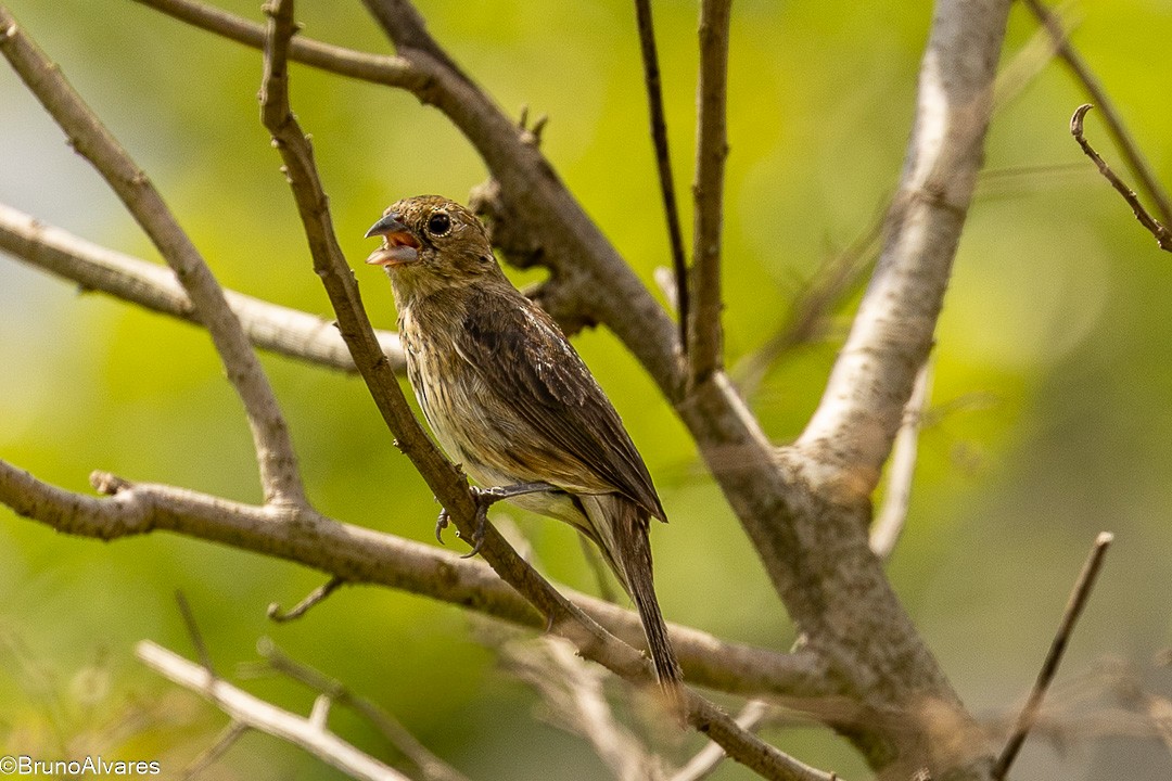 Якарина - ML646872898