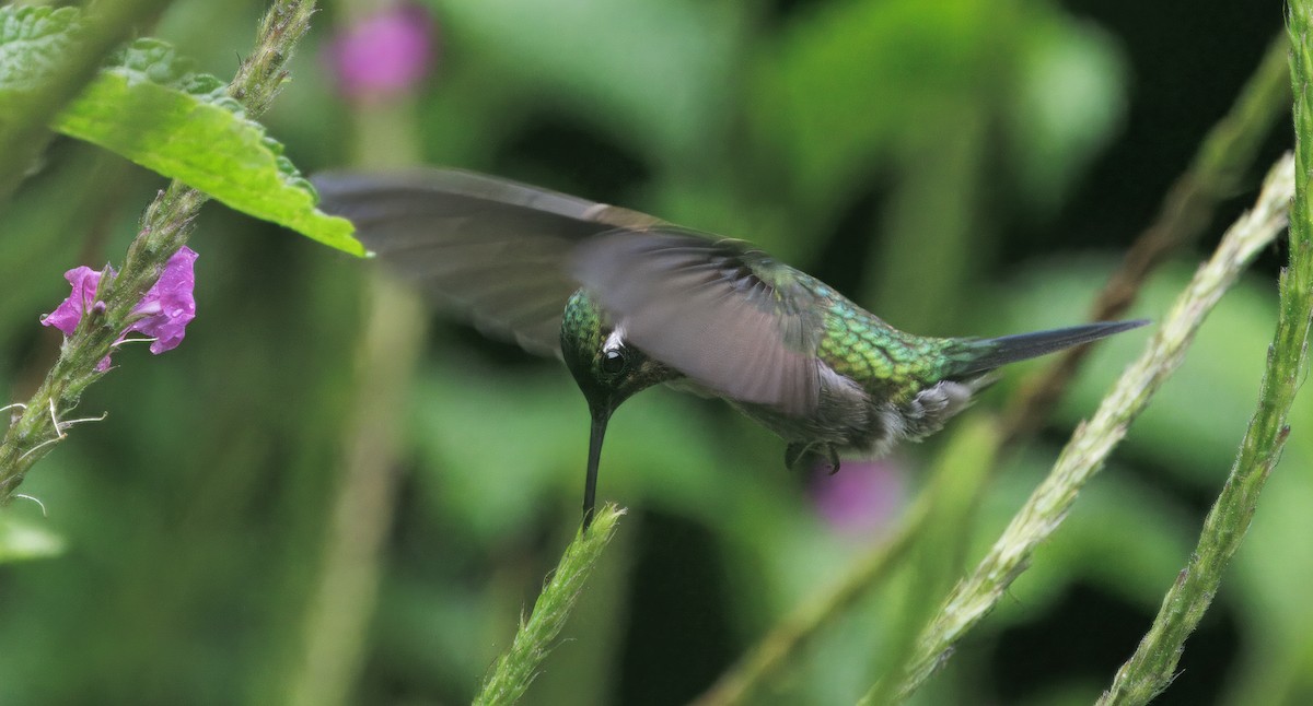 Purple-throated Mountain-gem - ML646872907